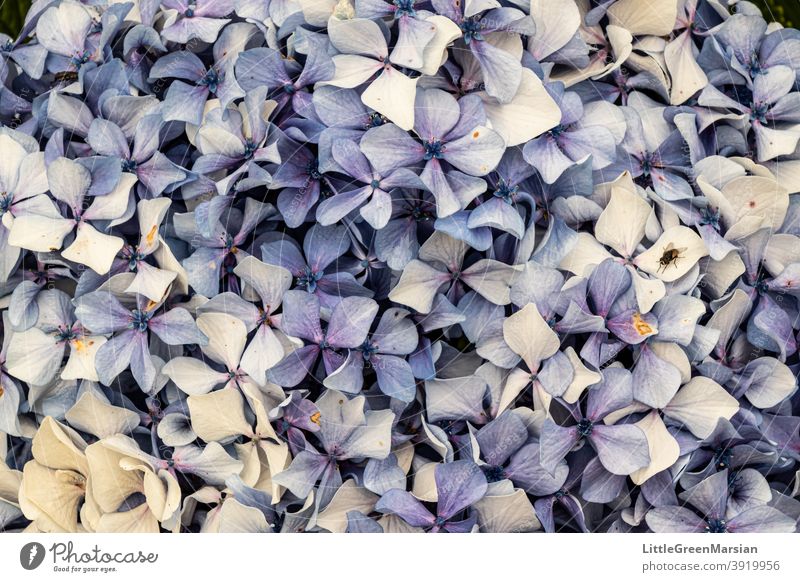 Dried hortensia visited by a fly Flower Plant flowers Blue Violet White colorful dense Fly Insect Close-up Macro (Extreme close-up) Nature Blossom Detail Animal