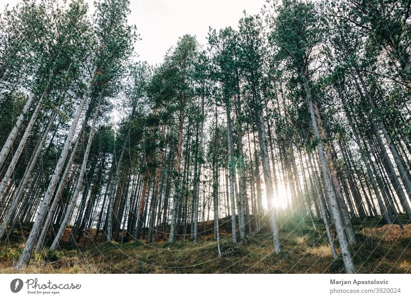 Pine tree forest in the mountains adventure autumn background beautiful branch conservation day deforestation environment evergreen explore forestry growth hill