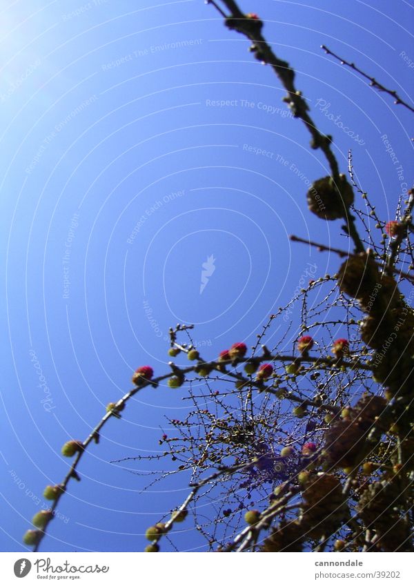 scrub Bushes Sky Berries Macro (Extreme close-up)