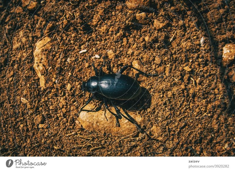 a black beetle on the ground of a field predator biology insect bug flightless invertebrate large piece portrait rain resting species violet zoology antennae