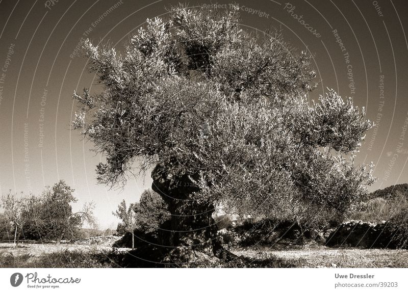 Olive tree on Ibiza Clear sky Tree Summer Black & white photo old tree