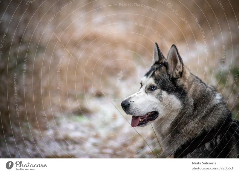 Siberian husky looking for new adventures malamute dog winter walk travel going sitting seek friend Animal Exterior shot Sled dog Colour photo Snow