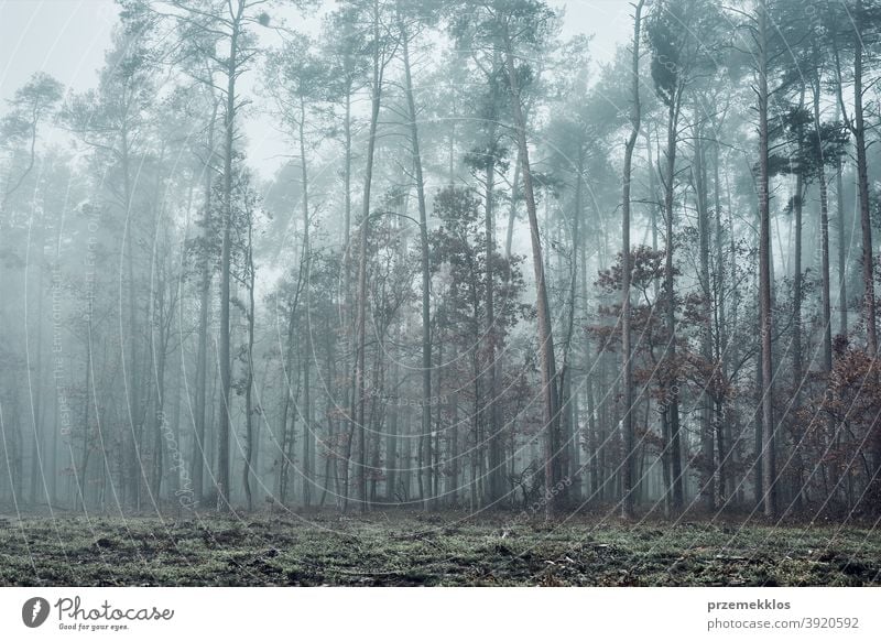 Forest in heavy fog. Nature landscape view of foggy forest in autumn season background day dim environment explore green natural natural background