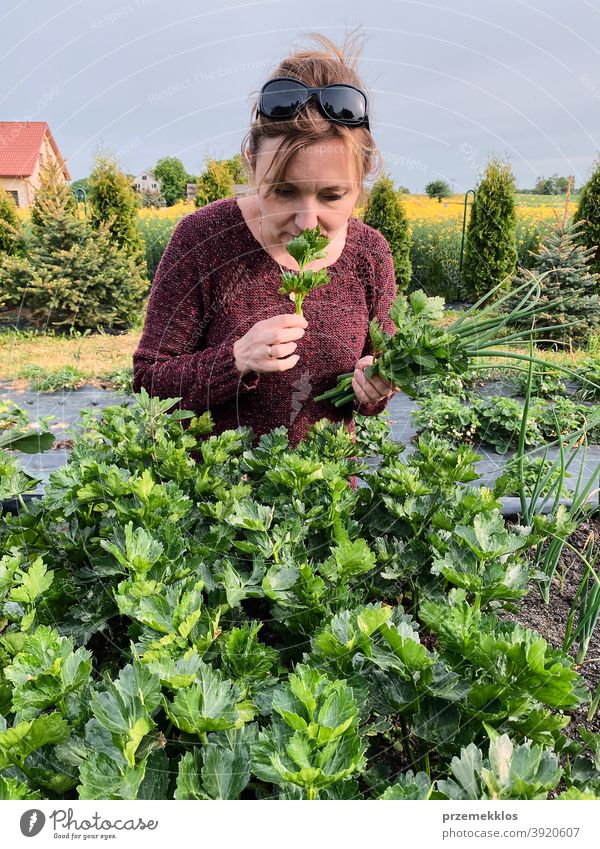 Woman picking the vegetables in a garden activity adult agricultural agriculture authentic backyard candid casual concept country crop day daylight ecology