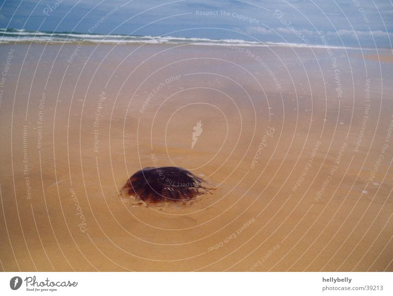 jellyfish on the beach Jellyfish Beach Stranded Ocean Low tide Fraser Island Transport