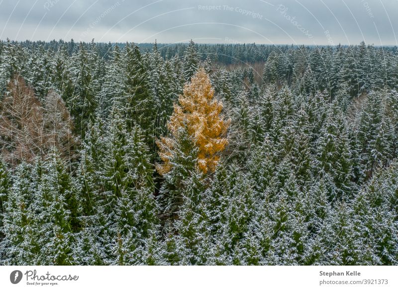 The stranger - snowy winter at the green treetops, but one broad-leaved tree is a orange colored one - constrast in a seasonal landscape christmas background