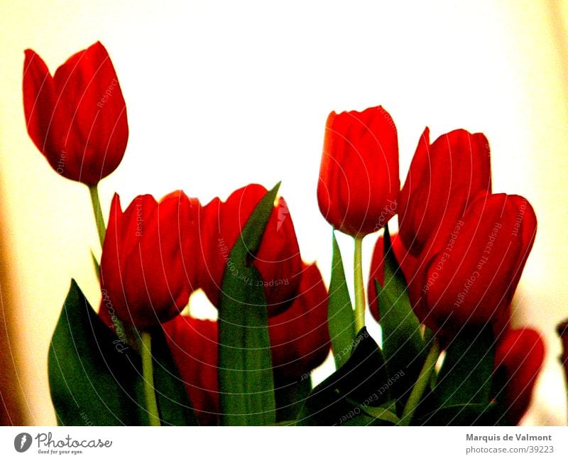 Flowers for Mrs. Antje? Tulip Red Green Back-light Blossom Leaf Netherlands Light Close-up Calyx Contrast Flare flowers back light blooms bright the netherlands