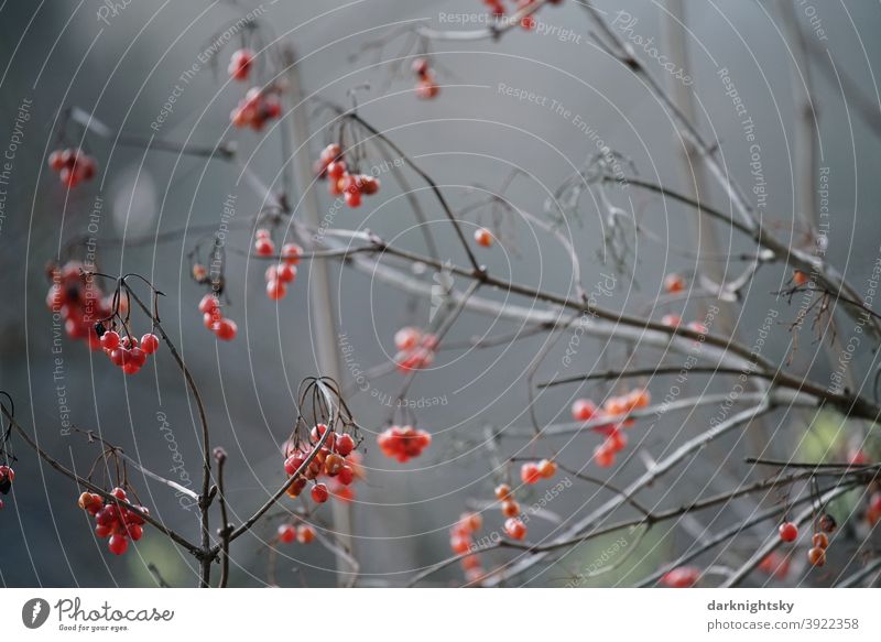 Red ripe berries in December on a bush Garden red Berries shrub Autumn Winter Nature Plant Fruit Close-up background Seasons Leaf Structures and shapes cheerful