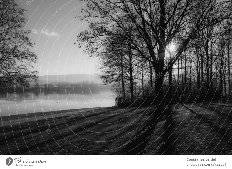 Bare trees at the lake in the backlight solar star bare trees Lake Shadow play Back-light Black & white photo bank Winter morning light