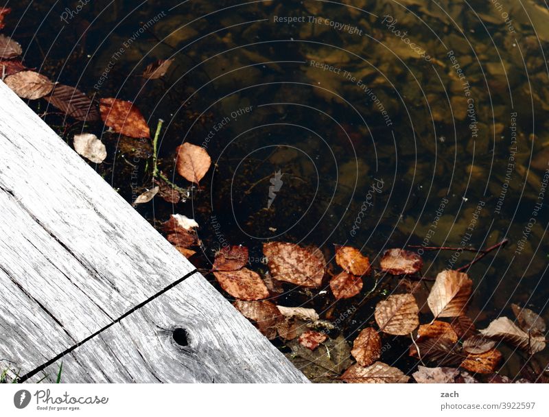 Leftovers from autumn Autumn Autumnal Autumn leaves Leaf Nature Autumnal colours foliage Water Lake Pond ponds Footbridge Wood chill Cold Damp Wet Transience