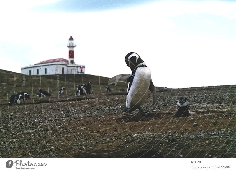 Magellanic penguin on Isla Magdalena in the Strait of Magellan Penguins Magellanic Penguins Magellan Strait Bird's colony breeding colony Animal Colour photo