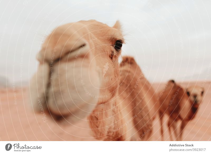 Wild camels standing in desert wild sandstone valley animal fauna habitat dry wadi rum jordan ground nature landscape terrain environment arid tranquil scenery