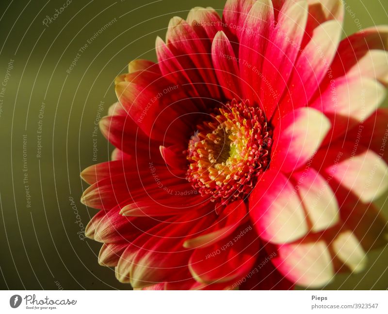 Red gerbera with white tips against green background Flower petals Two-tone Floristry Gift ornamental Friendship Sincerity naturally Fresh Transience