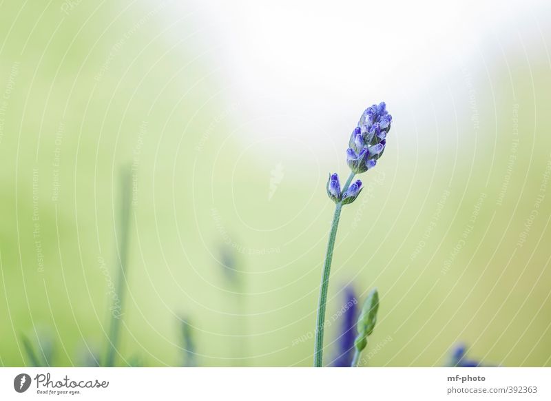 lavender Environment Nature Landscape Plant Spring Summer Lavender Blue Green Violet White Colour photo Exterior shot Deserted