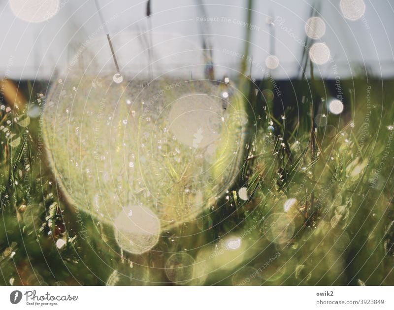 Wet floor Muddled Light (Natural Phenomenon) stalks sparkle Bizarre Leaf blurriness Copy Space top Shallow depth of field Sunlight Detail Exterior shot