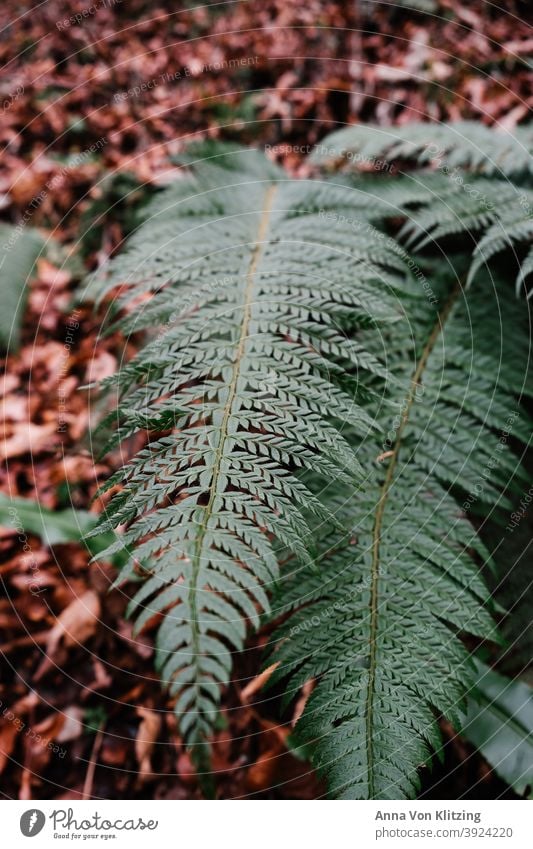 Fern in autumn leaves Fern leaf Autumn leaves Plant Foliage plant Colour photo Deserted Nature Green Wild plant Leaf Forest Detail Winter foliage Day