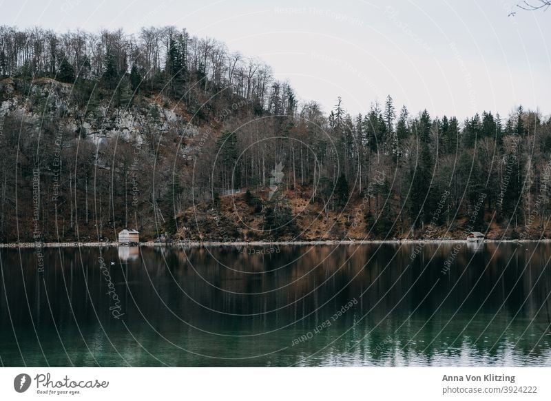 Alpsee in winter Lake House Coniferous forest Coniferous trees Autumn Winter bare trees Bleak Hut Forest Tree Nature Exterior shot Colour photo Deserted