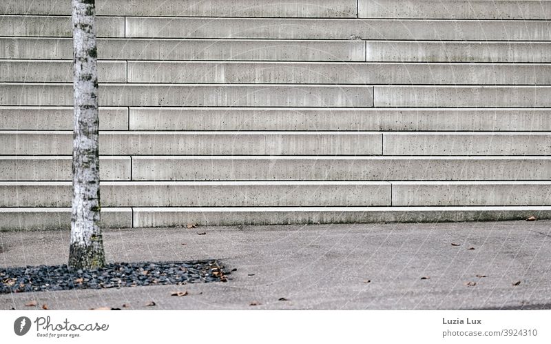 Trunk of a city tree in front of a staircase Tree trunk Tree bark Town Stairs Gray Direct Demanding lines Exterior shot Deserted Gravel Autumn