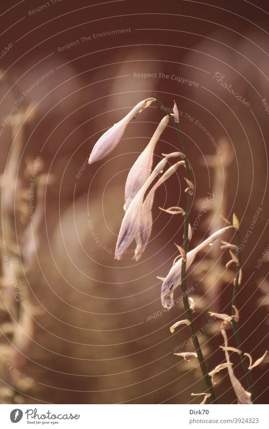 A flower - unfortunately I don't know what kind! Flower Nature Blossom Colour photo Plant Blossoming Exterior shot Summer Garden Blossom leave Deserted