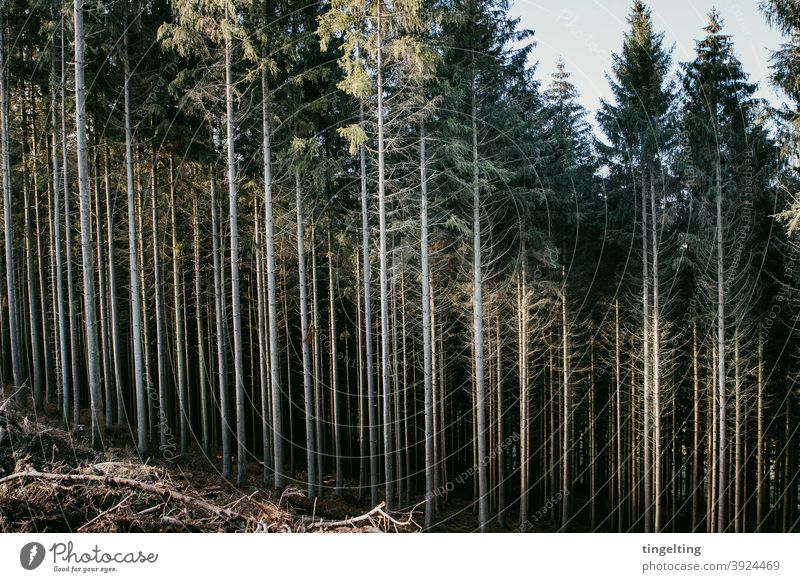 coniferous forest Sunlight sunshine Weather Hiking Forest Coniferous forest Fir tree Deep Dark Woodground Sunrise Sunset Tree Tree trunk explore Adventure