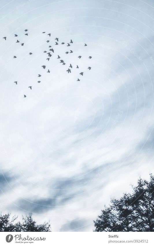 swarm behaviour birds Flock of birds Domestic Nordic romanticism Meaning Poetic Picturesque flock of birds high up Flight of the birds blue-grey Dreamily