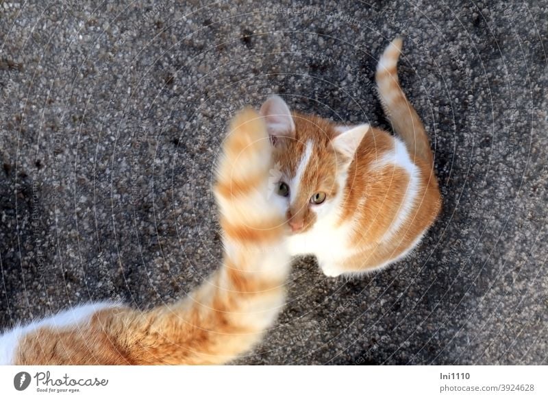 2 red and white cats carefully make contact Cat red white cat mother Kitten Sociable look up Hide Beg sociable Cute Love of animals cautious cat's tail orange