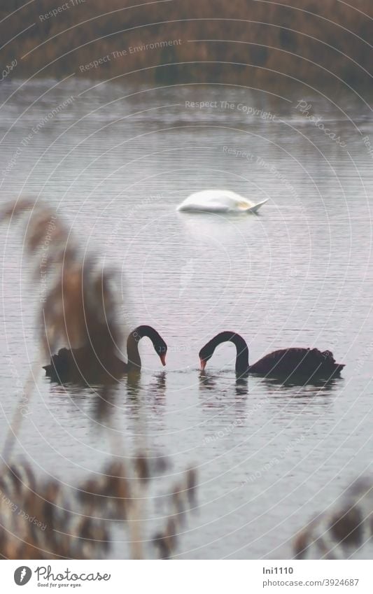 Swan lake - two black swans facing each other and a white dived swan looking for food Lake Body of water 3 animals waterfowls Foraging Wildlife tranquillity