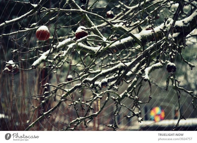 Overgrown apple tree in winter twilight with some apples and shining snow on the dark branches and a blurred neon colored pinwheel in front of grey background