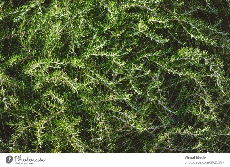 Background of wild aromatic branches of rosemary bushes plants leaves foliage green nature organic botany flora texture outdoors botanic background natural herb