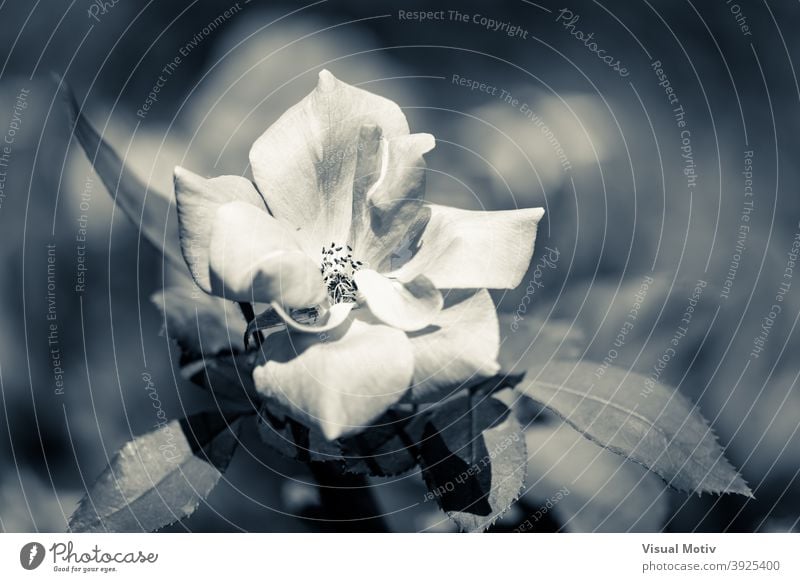 Close-up of a white rose in cold duotone flower nature botany bloom flora blossom petals flowery floral monochrome inflorescence plant botanic outdoors garden