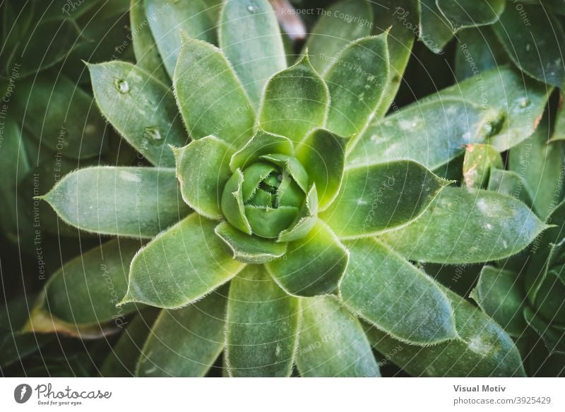 Close-up of the green leaves of a sempervivum succulent plant nature organic botany evergreen flora outdoors botanic close-up detail horticulture gardening