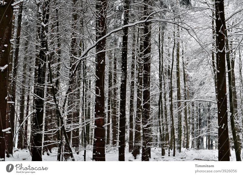 An exhausted Bäumchem in the winter forest Winter Forest trees tribes Bleak Snow Deciduous forest Cold Nature Deserted flexed