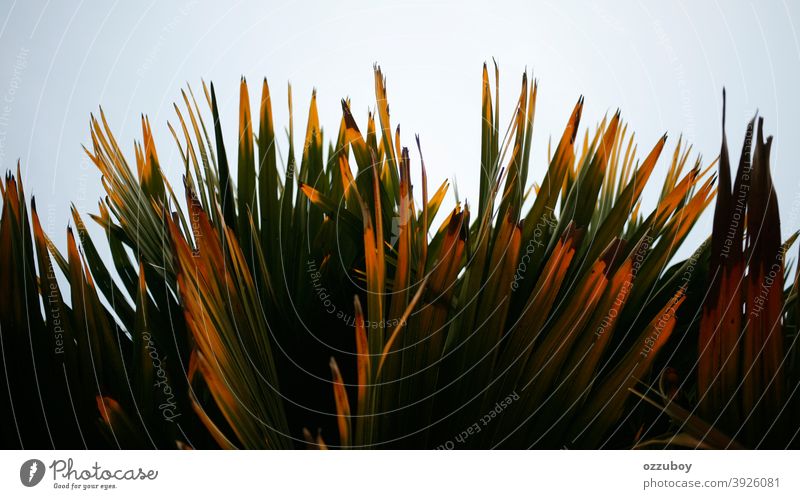 palm leaf green nature plant color tropical background tree abstract beauty pattern texture life growth jungle space wallpaper closeup environment garden