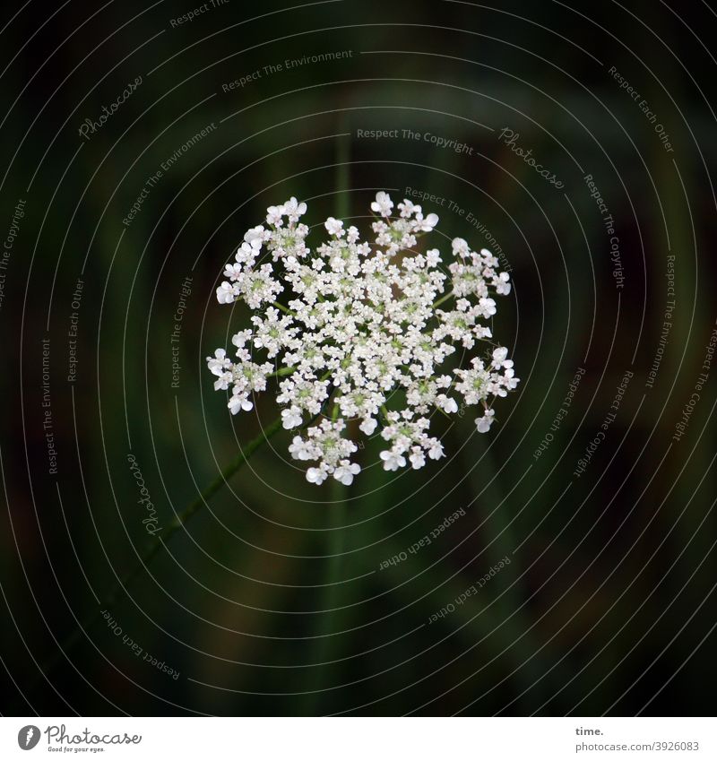 Light in the dark flowers Blossom Dark Meadow Garden Bird's-eye view blossom Rich vivacious luscious Full Contrast Girsch Umbelliferous umbels