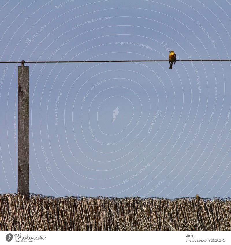 box seat Bird sunny warm Easy Summer Break Sit reed Reet roof Transmission lines Cable Fastening Wire