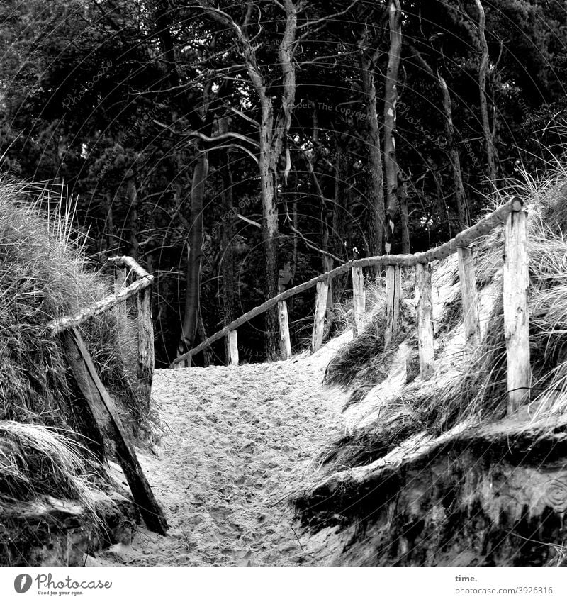 Stories from the fence (95) Beach Sand rail Fence Forest pines Intersection Hill duene protected area protective fence footprints beach crossing Tree trees