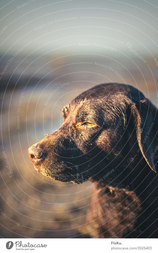 Dirty Labrador is satisfied Dog Animal Pet Mammal Nature Exterior shot Animal portrait retriever Joy Brown Mud flats Sludgy sunshine Pelt Dog's snout warm