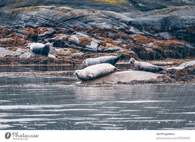 Seals in Loch Coruisk Free time_2017 Joerg farys theProjector the projectors Downward Looking back Forward Front view Rear view Looking into the camera