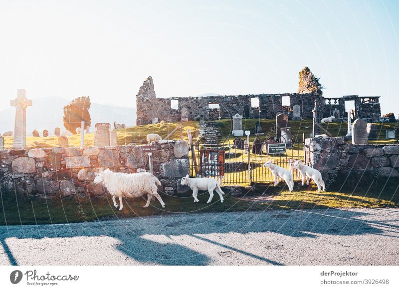 Flock of sheep in front of cemetery on Isle of Skye Free time_2017 Joerg farys theProjector the projectors Deep depth of field Contrast Copy Space bottom