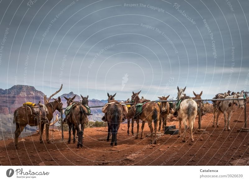 Mules wait patiently for their riders Nature Landscape fauna animals mule Farm animal saddled Saddle Day daylight Grand Canyon Sky Clouds Wait Adventure