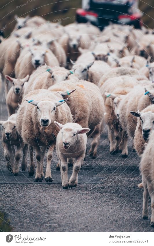 Flock of sheep in Scotland III Free time_2017 Joerg farys theProjector the projectors Deep depth of field Contrast Copy Space bottom Copy Space top