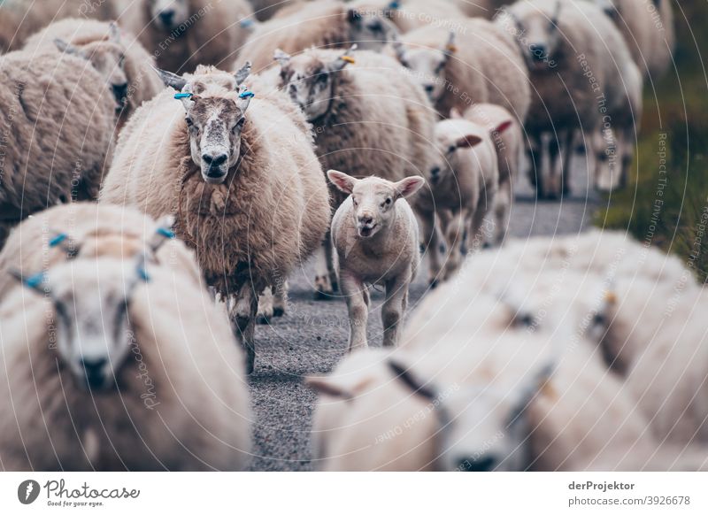 Flock of sheep in Scotland VII Free time_2017 Joerg farys theProjector the projectors Deep depth of field Contrast Copy Space bottom Copy Space top