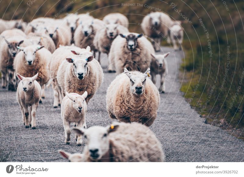 Flock of sheep in Scotland II Free time_2017 Joerg farys theProjector the projectors Deep depth of field Contrast Copy Space bottom Copy Space top