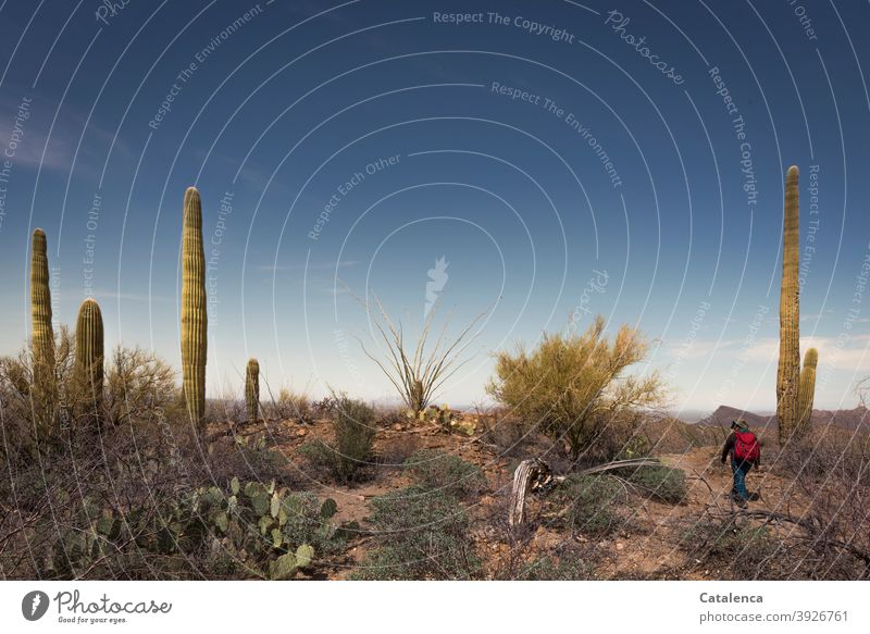 On the road in the Sonora desert, saguaro cacti and thorn bushes line the way shrubber Sky stones Dry Desert Long peak prickles Saguaro cactus Plant flora