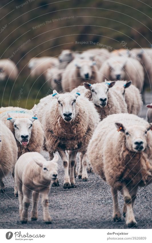 Flock of sheep in Scotland IV Free time_2017 Joerg farys theProjector the projectors Deep depth of field Contrast Copy Space bottom Copy Space top