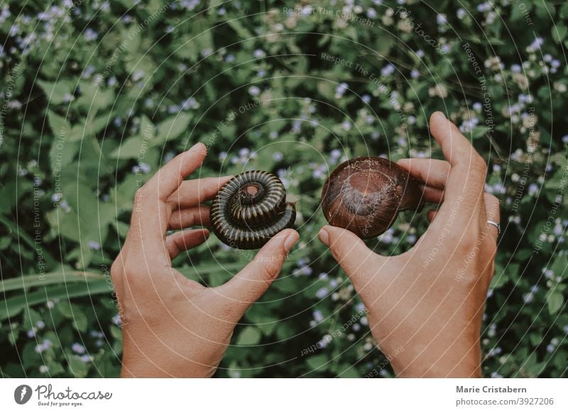 Hands holding a millipede and a snail showing concept of harmony with nature and earth connection togetherness earth day ecology humanity kindness