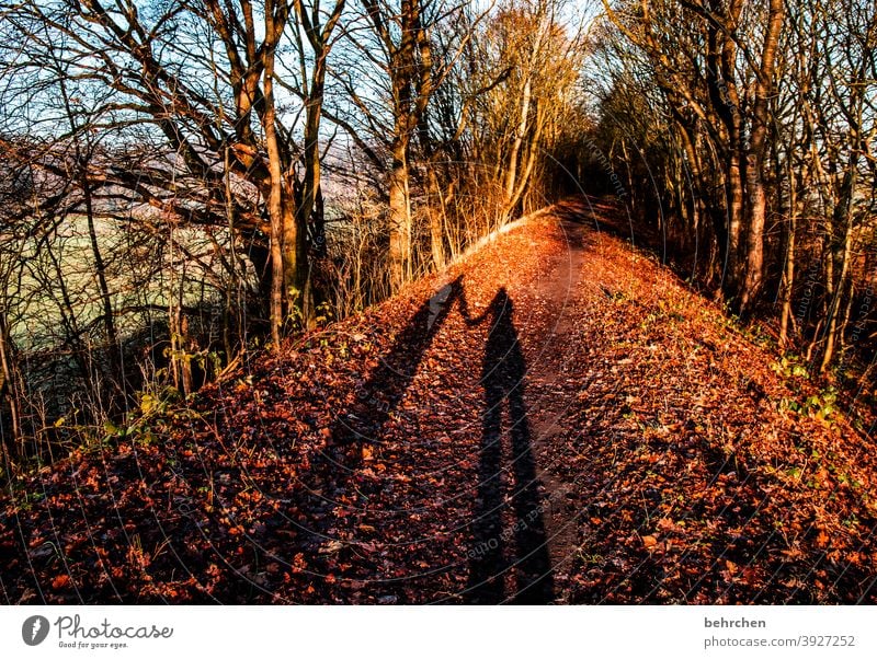 autumn love Automn wood Sunbeam Idyll Blue sky Sky autumn walk Autumnal colours autumn mood Seasons Autumn leaves Calm Beautiful weather Environment Nature