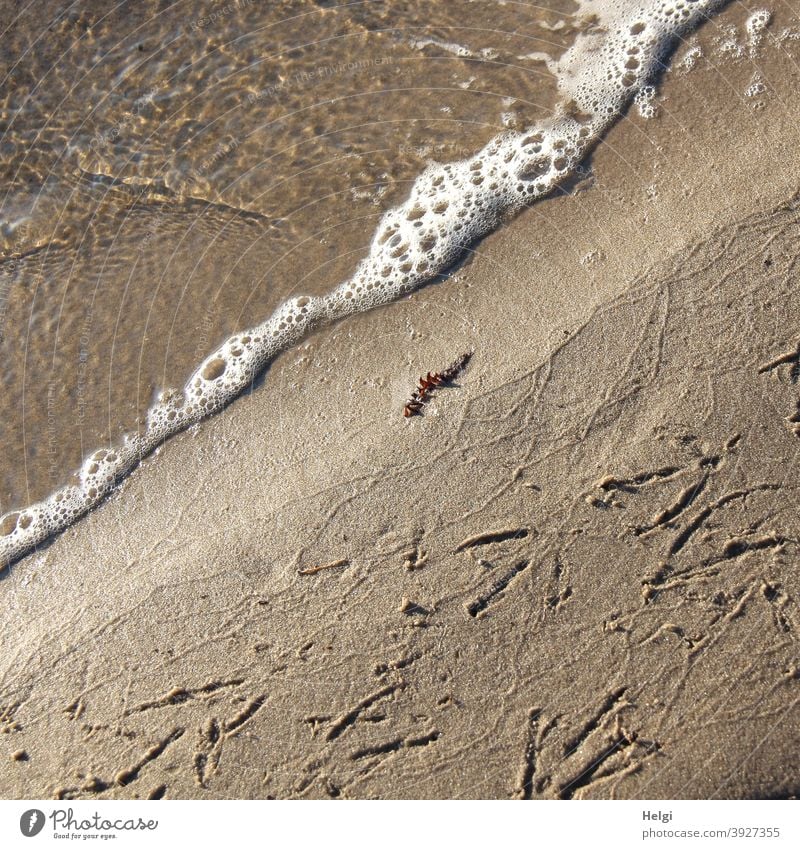 Bird tracks in the sand on the lakeshore Sand Beach Lakeside Tracks bird tracks Water Wet Foam Exterior shot Day Nature Environment Beautiful weather Brown