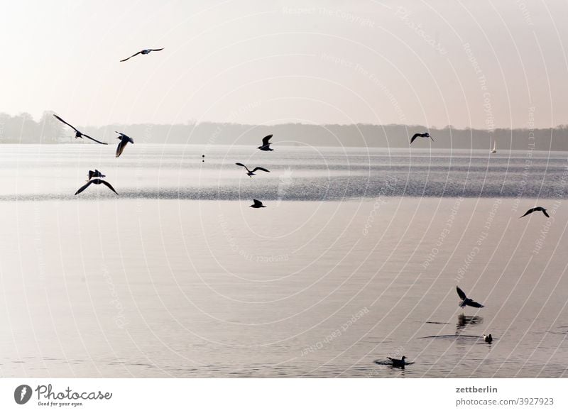 Birds at Lake Tegel Berlin Flying Goose Body of water Havel Canadian goose Seagull Swan Sparrow tegel harbour bank surrounding area Water water level