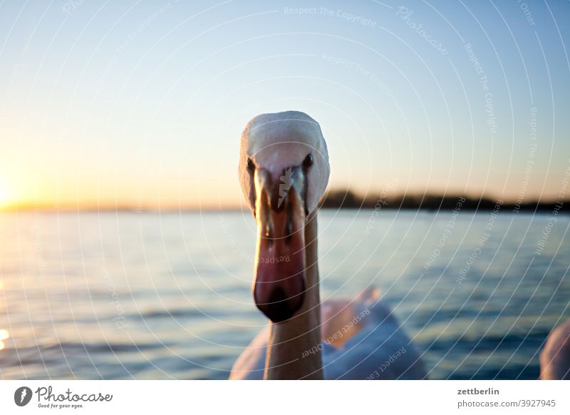 Swan before sunset Trip Berlin Inland waters Twilight Back-light greenwichpromenade Channel Lake Sun Sunset Beach Lake Tegel Pond bank Bird Water Winter Weekend